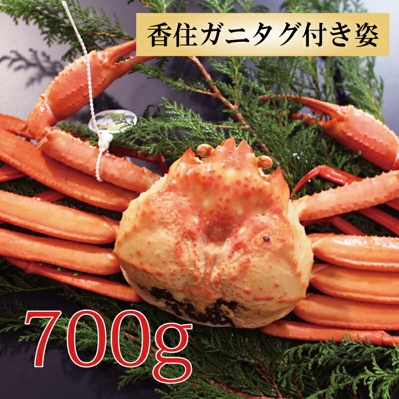 カニ 紅ズワイガニ タグ付き 香住ガニ 約700g×1杯 兵庫県香住産 ベニズワイガニ 姿 送料無料 産地直送 国産 香住産 おいしい 特大サイズ カニボイル 海鮮グルメ プレゼント ギフト お取り寄せ グルメ 厳選 姿 人気 お祝い お礼 内祝い お返し 贈り物 人気 母の日