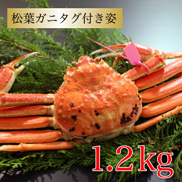 カニ 本ズワイガニ 松葉ガニタグ付き 約1.2kg(600g×2杯) 兵庫県香住産 国産 送料無料 ズワイガニ カニ姿 蟹 美味しい カニ グルメ 海鮮 ギフト 贈答 お祝い プロが釜茹 産地直送 絶品 海鮮グルメ お取り寄せ 冬ギフト 2022 お歳暮