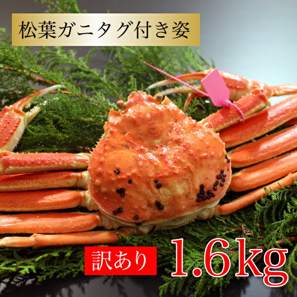 カニ 訳あり松葉ガニタグ付き 1.6kg (約800g×2杯) 兵庫県香住産 国産 送料無料 本ズワイガニ ズワイガニ カニ姿 蟹 美味しい カニ グルメ 海鮮 ギフト 贈答 お祝い プロが釜茹 産地直送 絶品 海鮮グルメ お取り寄せ 冬ギフト 2022 お祝い お歳暮