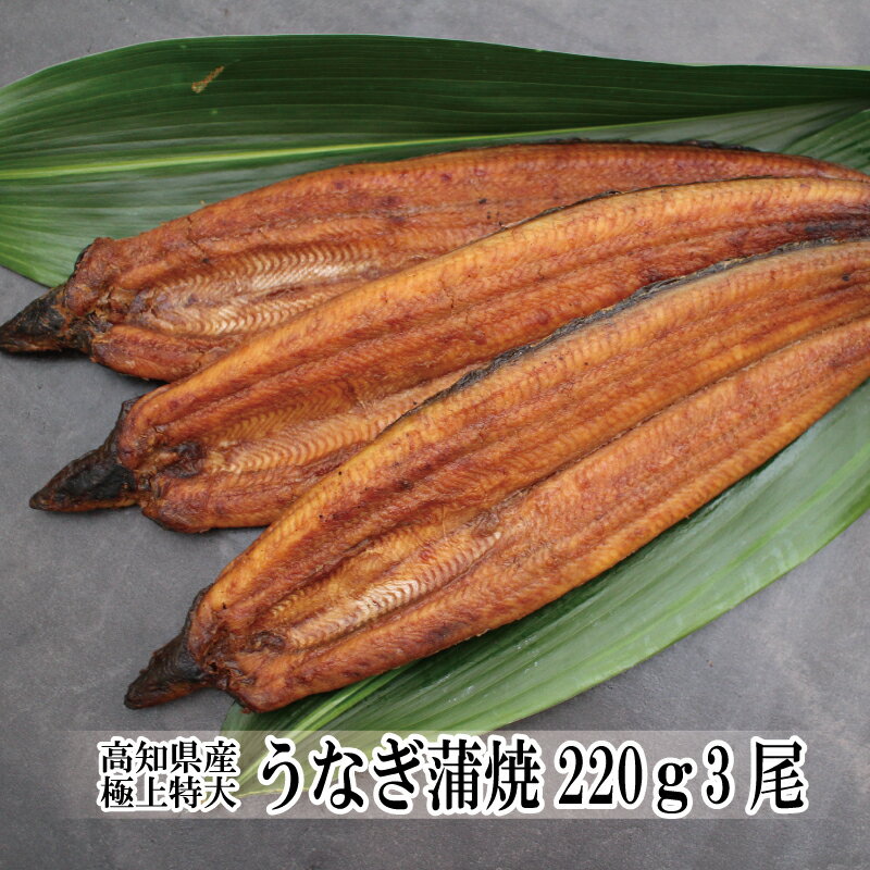 うなぎ 蒲焼き 国産 高知県産 極上特大うなぎ蒲焼220g×3尾 鰻 蒲焼 土用丑の日 贈り物 プレゼント お中元 夏ギフト 2021 ギフト 食べ物 お取り寄せ 海鮮グルメ 内祝い お祝い お返し お礼 出産 結婚 新築 引越し