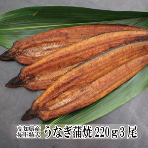 うなぎ 蒲焼き 国産 高知県産 極上特大うなぎ蒲焼220g×3尾 鰻 蒲焼 土用丑の日 贈り物 プレゼント お中元 夏ギフト 2021 ギフト 食べ物 お取り寄せ 海鮮グルメ 内祝い お祝い お返し お礼 出産 結婚 新築 引越し