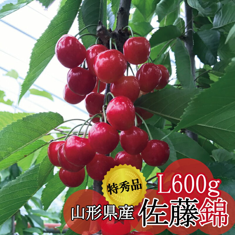 【佐藤錦 特秀品 Lサイズ600g】 最高級 【特秀品】 さくらんぼ「佐藤錦」 赤く色付いた完熟のさくらんぼは艶がありルビーのように輝き「果物の宝石」と言われる美しさで見た目にも楽しめます。 1年で3週間程度しか流通しない露地栽培の佐藤錦は...