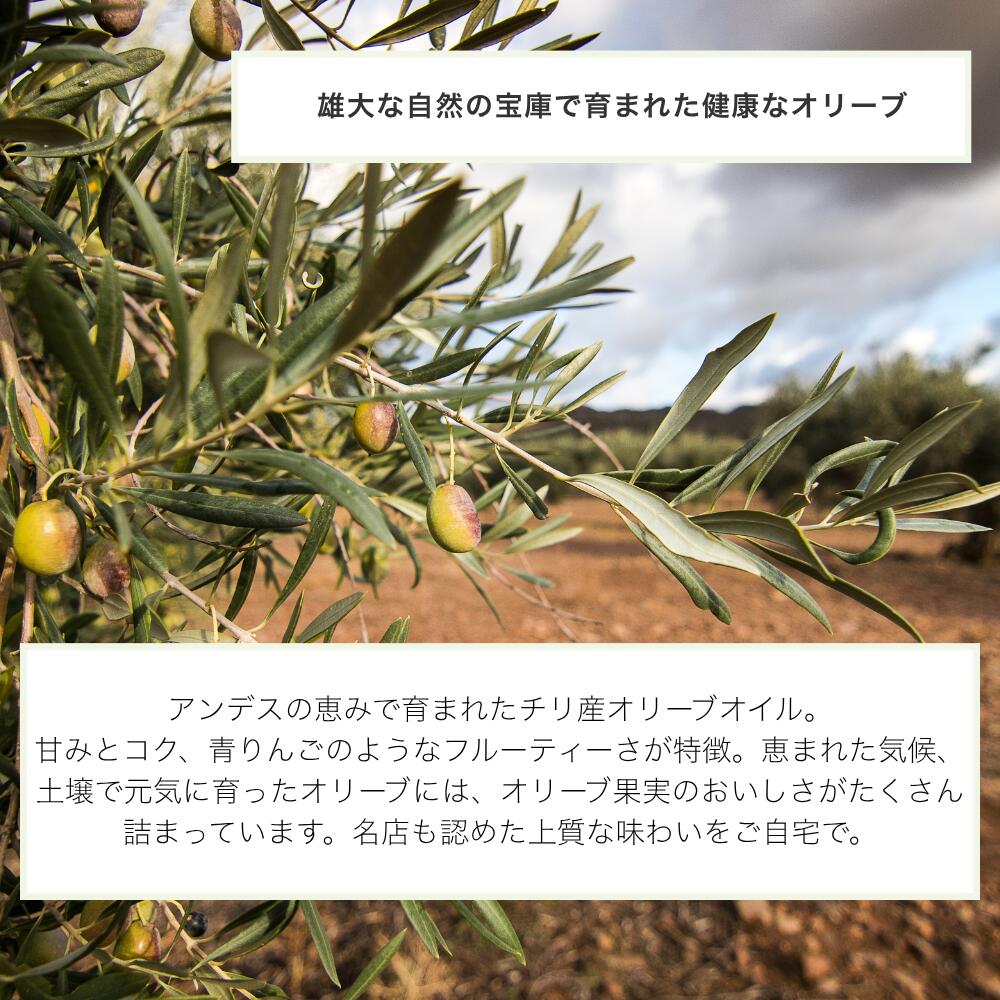 【LINE登録でクーポン配布中】エキストラバージンオリーブオイル ロスアラモス 500...