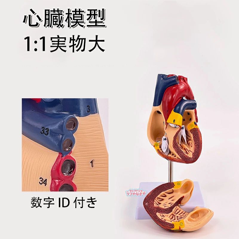 心臓模型 モデル 1:1実物大 11*11*12cm 心臓解剖モデル 磁気吸着 数字ID付き 教育 学習 父の日