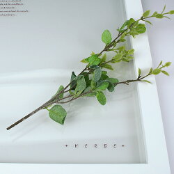HerbFrameSweetmarjoramスィートマジョラム