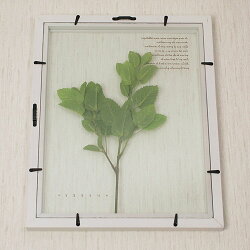 HerbFrameMintミント