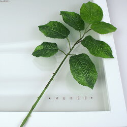 HerbFrameLemonLeaf