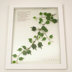 HerbFrameHedera