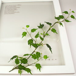 HerbFrameHedera