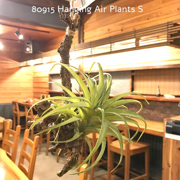 樂天商城 - 【Posh living ポッシュリビング】80915 Hanging Air Plants S フェイクグリーン　造花　イミテーション 観葉植物