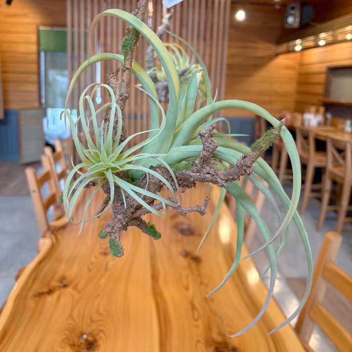 【Posh living ポッシュリビング】80916 Hanging Air Plants L フェイクグリーンL　造花　イミテーション 観葉植物