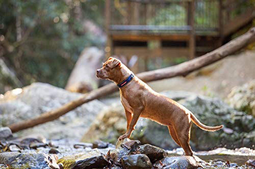 EZYDOG(���������ɥå�) ���� [����Ź��] �ͥ����顼 �Х֥륬�� �緿���� XL ������