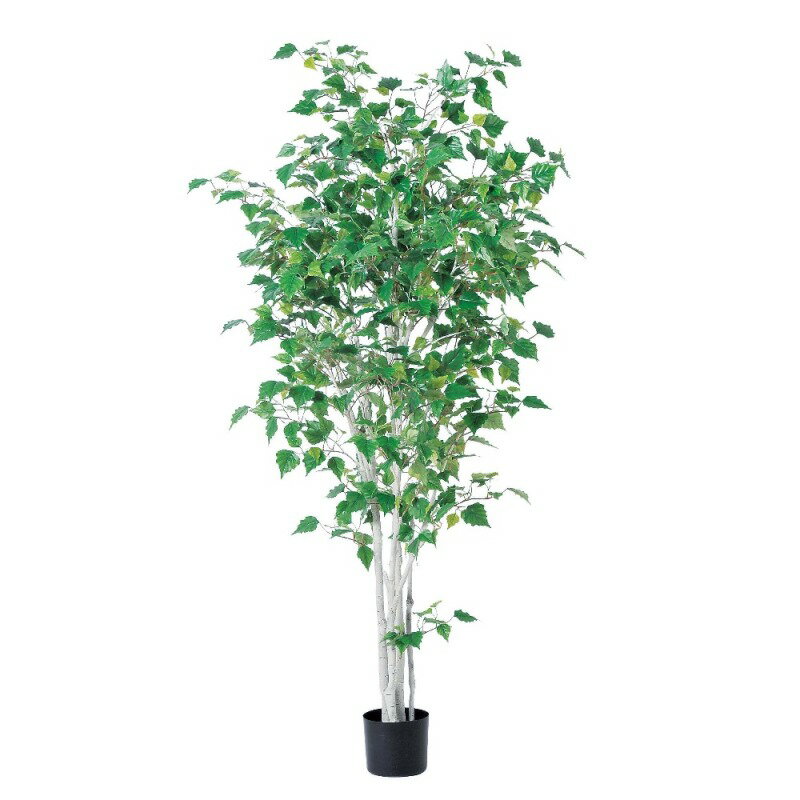 人工観葉植物 バーチツリー （ポット付き） グリーン 高さ184cm （P284-a50869) （代引き不可） インテリアグリーン フェイクグリーン