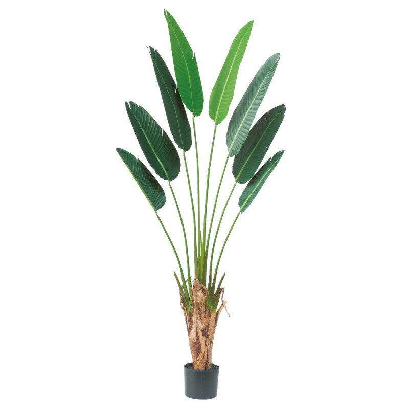Coconut - 人工観葉植物 トラベルパーム （ポット付き） グリーン 高さ180cm （P290-a51046) （代引き不可） インテリアグリーン フェイクグリーン