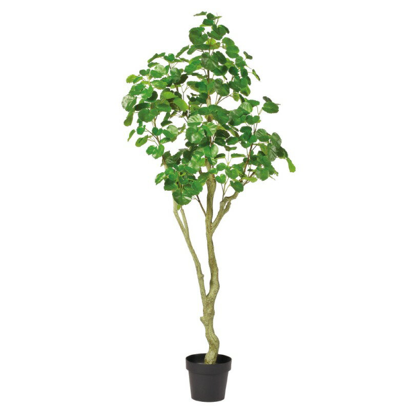 乐天商城 - 人工観葉植物 シールドマラリア （ポット付き） グリーン 高さ165cm （P283-a51058) （代引き不可） インテリアグリーン フェイクグリーン