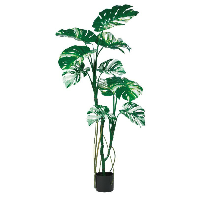 人工観葉植物 モンステラ （ポット付き） ヴァリゲイトグリーン 高さ145cm （P289-a51072) （代引き不可） インテリアグリーン フェイクグリーン