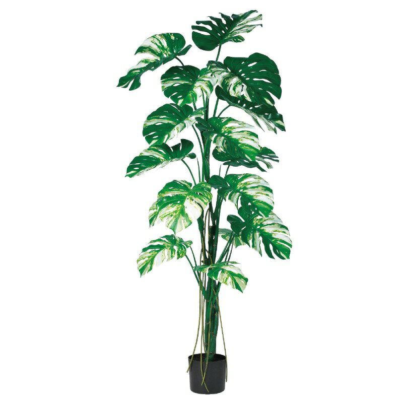 人工観葉植物 モンステラ （ポット付き） ヴァリゲイトグリーン 高さ180cm （P289-a51073) （代引き不可） インテリアグリーン フェイクグリーン