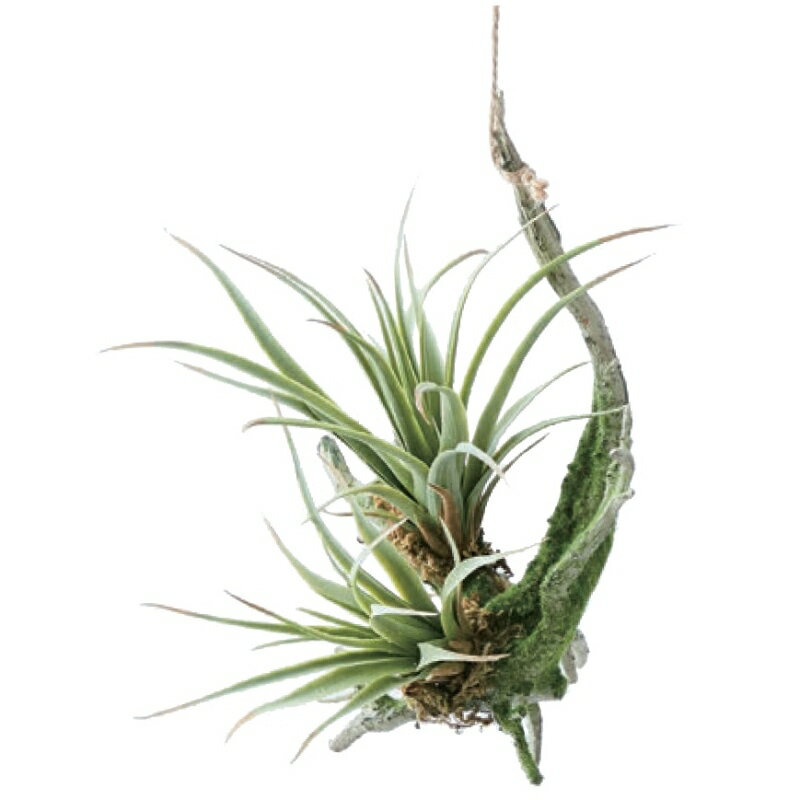 乐天商城 - 人工観葉植物 チランジア 着生 グリーン 16（1個入り）991241 吊るしタイプ （代引き不可） インテリア フェイクグリーン 造花 HANGING （p109）