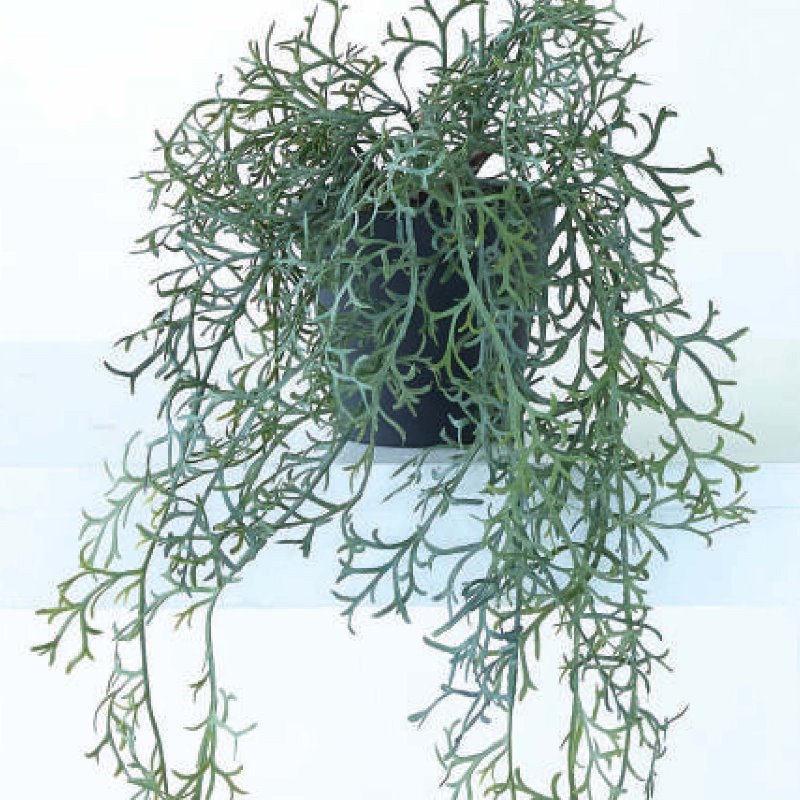 人工観葉植物 リプサリス ポット 55（6個入り）992410 観葉植物 （代引き不可） イ...