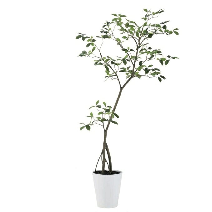 ◆サイズ◆高さ180cm鉢サイズ：直径28.5×高さ32cm人工観葉植物カジュマルFST 180cm GREEN◆材　質◆ポリエステル製◆鉢材料◆ポリプロピレン製サンド仕上げSA-10(WH)Stylish Green樹形・デザインにこだわって使用目的に合わせてスタイリッシュにレイアウトメーカーから直送させていただきますのでギフト包装は不可です。水やり不要の人工観葉植物です。ホテルのロビー、レストラン、グリーンのディスプレイでお客様に安らぎと憩いの演出を。お店やお部屋のインテリアにいかがでしょうか。水やり不要の人工観葉植物はお手軽にグリーンを楽しめ日々の暮らしに潤いを与えます。ご利用上のご注意 屋内使用を目的として開発されたインドア（屋内）専用商品です。屋外および半屋外でのご利用は適しておりませんのでお控えください。食べられませんので口に入れたり食器類に直に触れるご利用はお避け下さい。 日差しが強く照射する場所、空調が直接あたる場所に置くと、変色・変形することがあります。 換気の良い場所へ設置し水は絶対にかけないでください。天然（自然）素材を使用している商品は、湿気が原因で虫、カビが発生することがあります。また、金属を含んでいる商品は、湿気がおよぶと、錆や腐食が生じます。 人工樹木製品はポリエステル、ポリエチレンを主とした原料でつくられています。商品によって表面に特殊な樹脂コーティングをほどこしたものがあり、箱開封時に特有のにおいがする場合がございます。 自然木が使用されている商品は、あらかじめ燻蒸処理をしておりますが、出荷後の設置環境下によっては外部の虫が付着することがあります。 商品は可燃性です。燃えますので加熱したり火気に近づけることは絶対にしないでください。 背の高い商品や重たい商品は設置場所を確認し、転倒防止のためしっかりと固定してからご利用ください。【開梱検査のお願い】商品が到着したら、必ず破損がないかご確認下さい。破損があった場合は、商品到着から7日以内にご連絡をお願い致します。7日を過ぎた場合、荷受け先から移動した後に破損が見つかった場合は一切補償できません。ご了承ください。※仕様等予告なく変わる場合があります。手づくりのため一つ一つが違います。※自然の材料を使っているものは風合いが若干異なる場合がございます。※パソコンなどのモニターで表示される色味は環境により異なります。※写真の撮影場所や実際の置いていただく場所（屋内・屋外・光の当たり方）によっても色目が変わる場合がございます。悪しからずご了承下さいますようお願い申し上げます。※配送規格の箱に梱包のため枝花をたたんでお届けします。　着荷後、箱より取り出し、お客様の感性で枝花を伸ばしお飾り下さい。※家具等を傷つけないよう直接置かないようにお取り扱い下さい。※用途によりポットカバー等に入れてご使用下さい。在庫調整は致しておりますが、調整の遅れにて出荷手配が出来ない場合は悪しからずご了承下さい。 ■基本の発送はメーカーから直送での配送になります。 ■最短3日〜最長30日でお届できます。 ※お届けが遅れる場合はご連絡いたします。 ■受注日より土日、祭日、GW、盆休み、年末・年始の休みを除き2〜3日でお届け目安を メールでお知らせいたします。 ※予定メールにてお届け予定日を確認後、製作発送手配をいたします。 ※メール記載のお取消し受付期日を必ずご確認ください。 ＜注文、決済のご留意＞ ■当該品の受注は先決済で承っています。（代引き決済は不可） 商品はメーカー直送又はお取り寄せ発送の為、ご注文のお取消し、注文変更をご希望された タイミングによりご希望に添えない場合がございます。 ＜希望に添えないタイミング＞ ■弊社が受注確認をし、メーカー直送又はお取り寄せ発注が完了しているご注文。 ■発送の処理が完了しているご注文。 ＜お取消し、注文変更の場合のお客様ご負担に付いて＞ ■購入金額の最大50％と配送に関した運賃をご負担いただきます。