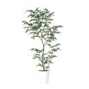 人工観葉植物 トネリコ FST 150cm 高さ150cm (P208-dt91887) (代引き不可) インテリアグリーン フェイクグリーン
