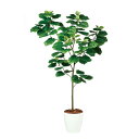 人工観葉植物 ウンベラータ FST 180cm 高さ180cm (P208-dt99100) (代引き不可) インテリアグリーン フェイクグリーン