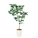 人工観葉植物 ベンガルボダイジュ FST 180cm 高さ180cm (P208-dt99114) (代引き不可) インテリアグリーン フェイクグリーン