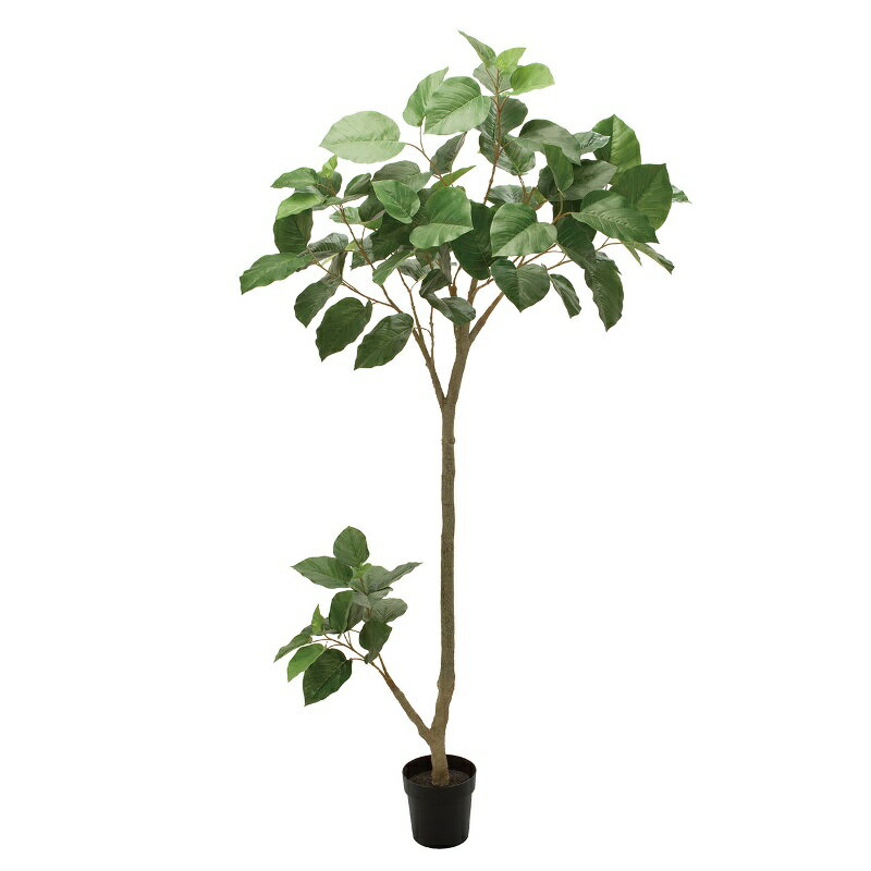乐天商城 - 人工観葉植物 ウンベラータグランデ ポット 高さ210cm （P195-fg307774) （代引き不可） インテリアグリーン フェイクグリーン