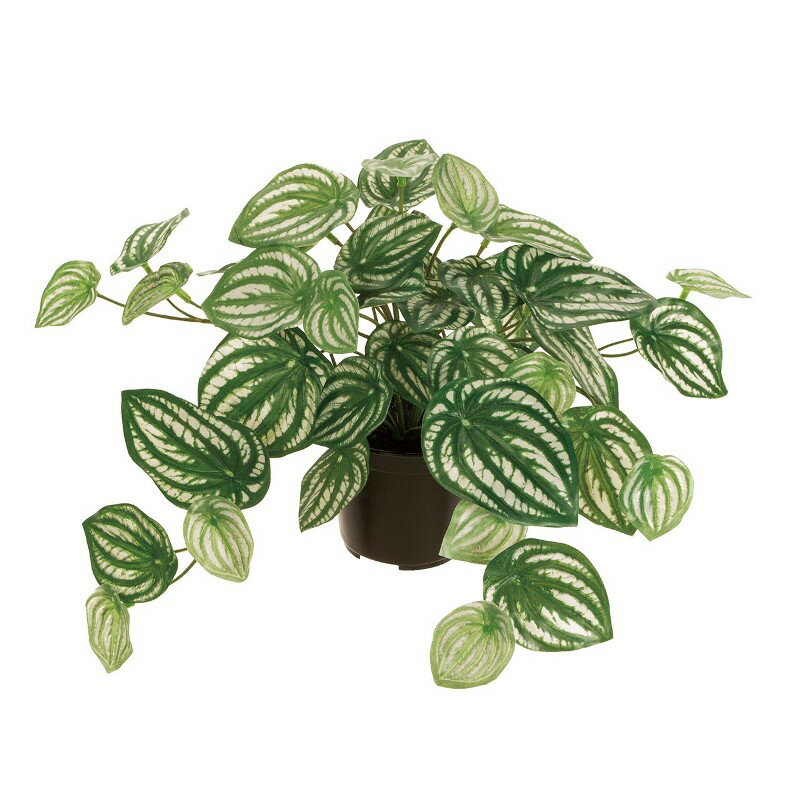 乐天商城 - 人工観葉植物 ペペロミア ポット 高さ22cm （P190-fg9016) （代引き不可） インテリアグリーン フェイクグリーン