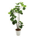 人工観葉植物 ウンベラータ プランター入り 高さ170cm (P206-mgf6227) (代引き不可) インテリアグリーン フェイクグリーン
