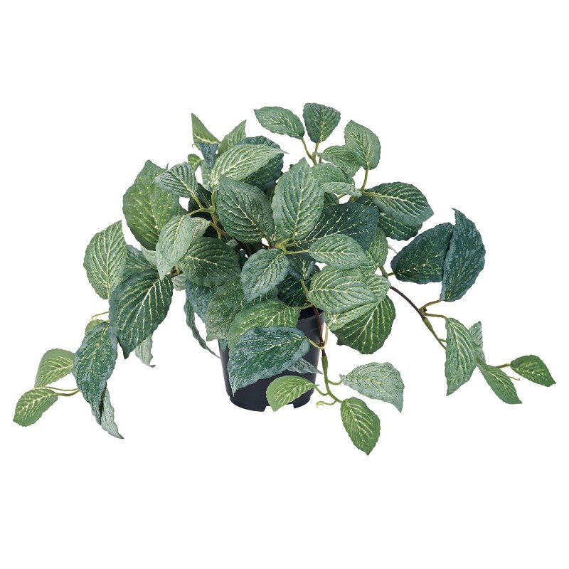 Pothos - 人工観葉植物 フィットニア ポット 光触媒加工 高さ22cm （P190-zv9019) （代引き不可） インテリアグリーン フェイクグリーン
