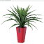 人工観葉植物 アスプレニウム L ポット付き 高さ65cm （P98-91646) （代引き不可） インテリアグリーン フェイクグリーン
