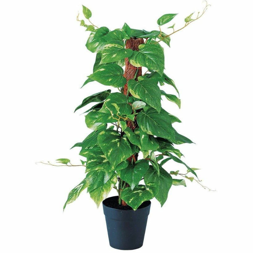 乐天商城 - 人工観葉植物 ポトスヘゴポット 簡易ポット付き 高さ45cm （P102-91657) （代引き不可） インテリアグリーン フェイクグリーン