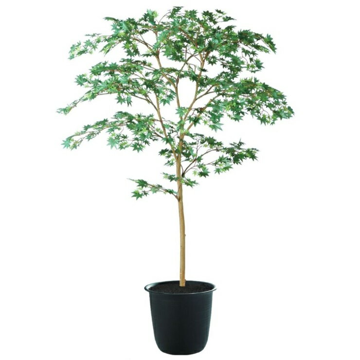 Leafy Plants - 人工観葉植物 ヤマモミジ 150 GREEN FST ポット付き 高さ150cm （P123-91760) （代引き不可） インテリアグリーン フェイクグリーン