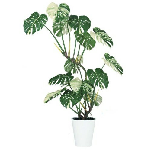 樂天商城 - 人工観葉植物 ワイルドモンステラ 斑入り 160 ポット付き 高さ160cm （P92-91846) （代引き不可） インテリアグリーン フェイクグリーン
