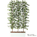 人工観葉植物 フィッカスベンシャミナ パーティション 200 natural ポット付き 高さ200cm (P61-96356) (代引き不可) インテリアグリ...