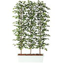 人工観葉植物 フィッカスベンシャミナ パーティション 180 natural ポット付き 高さ180cm (P61-96358) (代引き不可) インテリアグリ...