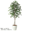 人工観葉植物 フィッカスベンシャミナ 200 natural ポット付き 高さ200cm (P57-98517) (代引き不可) インテリアグリーン フェイクグ...