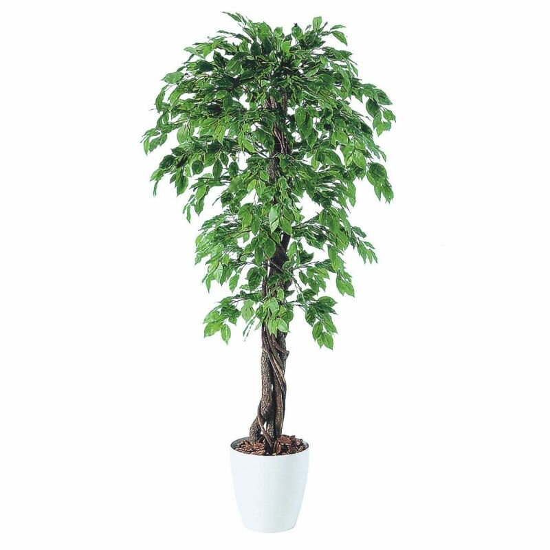 �͹����տ�ʪ �٥󥷥�ߥʥ��ץ�å���ꥢ�� 180 natural �ݥå��դ� �⤵180cm ��P59-98533) ��������Բġ� ����ƥꥢ���꡼�� ��...