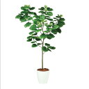 人工観葉植物 ウンベラータ FST 180 ポット付き 高さ180cm (P42-99100) (代引き不可) インテリアグリーン フェイクグリーン