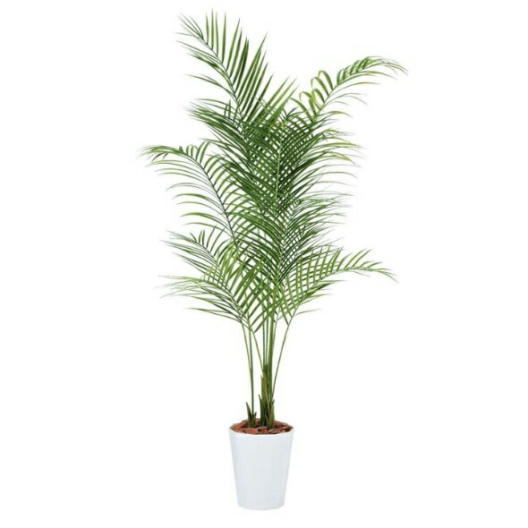 乐天商城 - 人工観葉植物 アカシヤシ PE 180 ポット付き 高さ180cm （P85-99156) （代引き不可） インテリアグリーン フェイクグリーン
