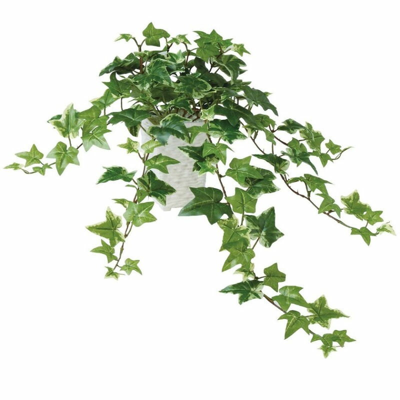 乐天商城 - 人工観葉植物 セージアイビー ポット付き 高さ30×長さ45cm （P105-99182) （代引き不可） インテリアグリーン フェイクグリーン