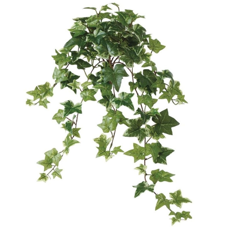 乐天商城 - 人工観葉植物 セージアイビー ブッシュ 長さ60cm （P143-99252) （代引き不可） インテリアグリーン フェイクグリーン