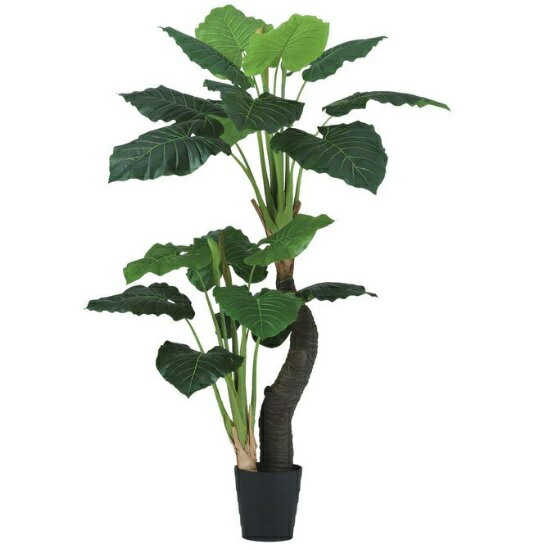 乐天商城 - 人工観葉植物 クワズイモ株立 160 ポット付き 高さ160cm （P94-99396) （代引き不可） インテリアグリーン フェイクグリーン