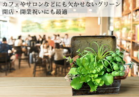楽天スーパセールで10%OFF!ボタニカルアレンジ多肉植物エアープランツ造花グリーン手入れ不要で一生持つ♪のアーティフィシャルフラワー癒しのインテリアエケベリアグリーンネックレスティランジア