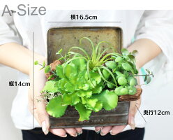 楽天スーパセールで10%OFF!ボタニカルアレンジ多肉植物エアープランツ造花グリーン手入れ不要で一生持つ♪のアーティフィシャルフラワー癒しのインテリアエケベリアグリーンネックレスティランジア