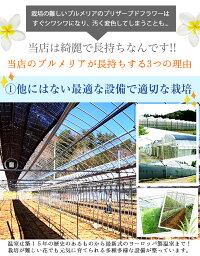 写真印刷0円!超早割クーポン利用で送料無料3,999円!敬老の日ギフトに♪枯れない生花感動写真立て楽天ランキング1位獲得!プリザーブドフラワーKARENフォトフレームプリザーブドフラワー誕生日プレゼント結婚祝プリザードフラワー送別ギフト母の日お中元