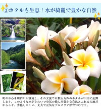 写真印刷0円!超早割クーポン利用で送料無料3,999円!敬老の日ギフトに♪枯れない生花感動写真立て楽天ランキング1位獲得!プリザーブドフラワーKARENフォトフレームプリザーブドフラワー誕生日プレゼント結婚祝プリザードフラワー送別ギフト母の日お中元