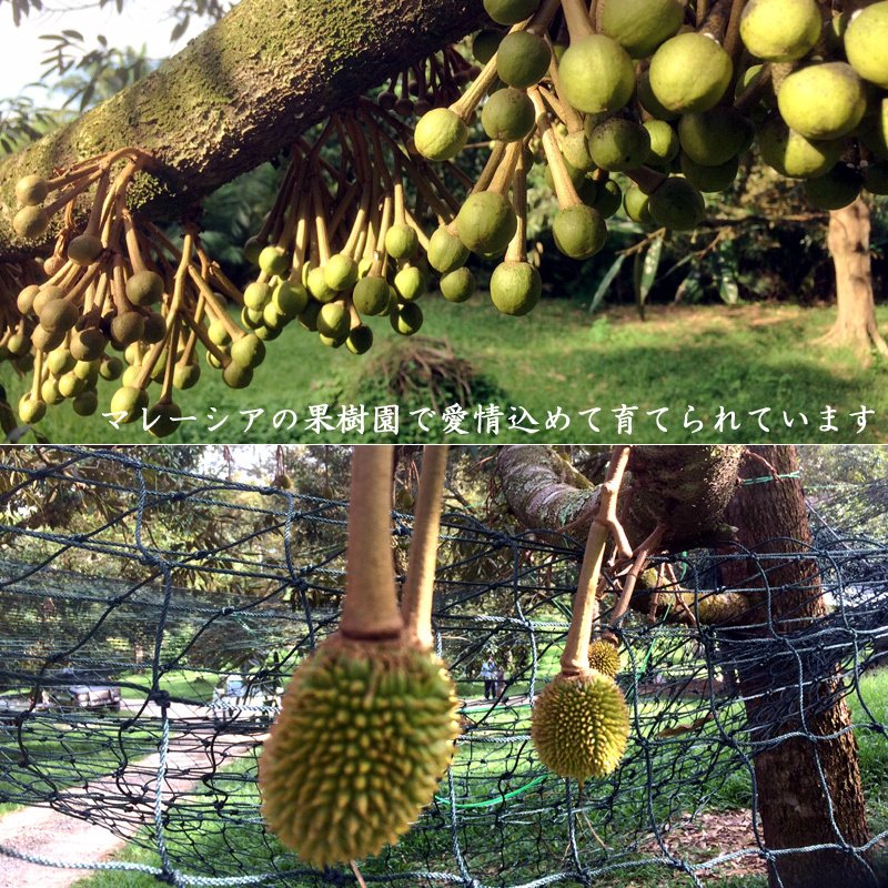 �ɥꥢ�� �ޥ졼������ ǭ����/��� ������٥��å� ��ϡ �ꥢ�������