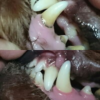 楽天市場 スターターキット 取る道具セット 犬 歯石除去 歯磨き 口臭予防 ゼオライト不使用 歯石 歯石取り 自分で 天然成分 歯肉炎予防 犬の歯磨き おうちケア 30ml 1本づつ 歯石を取る道具のセット 犬の歯石 除去歯磨き キュレット 楽天市場 スターターキット 取る道具セット 犬 歯石除去 歯磨き 口臭予防 ゼオライト不使用 歯石 歯石取り 自分で 天然成分 歯肉炎予防 犬の歯磨き おうちケア 30ml 1本づつ 歯石を取る道具のセット 犬の歯石 除去歯磨き キュレット